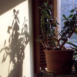 plant shadow